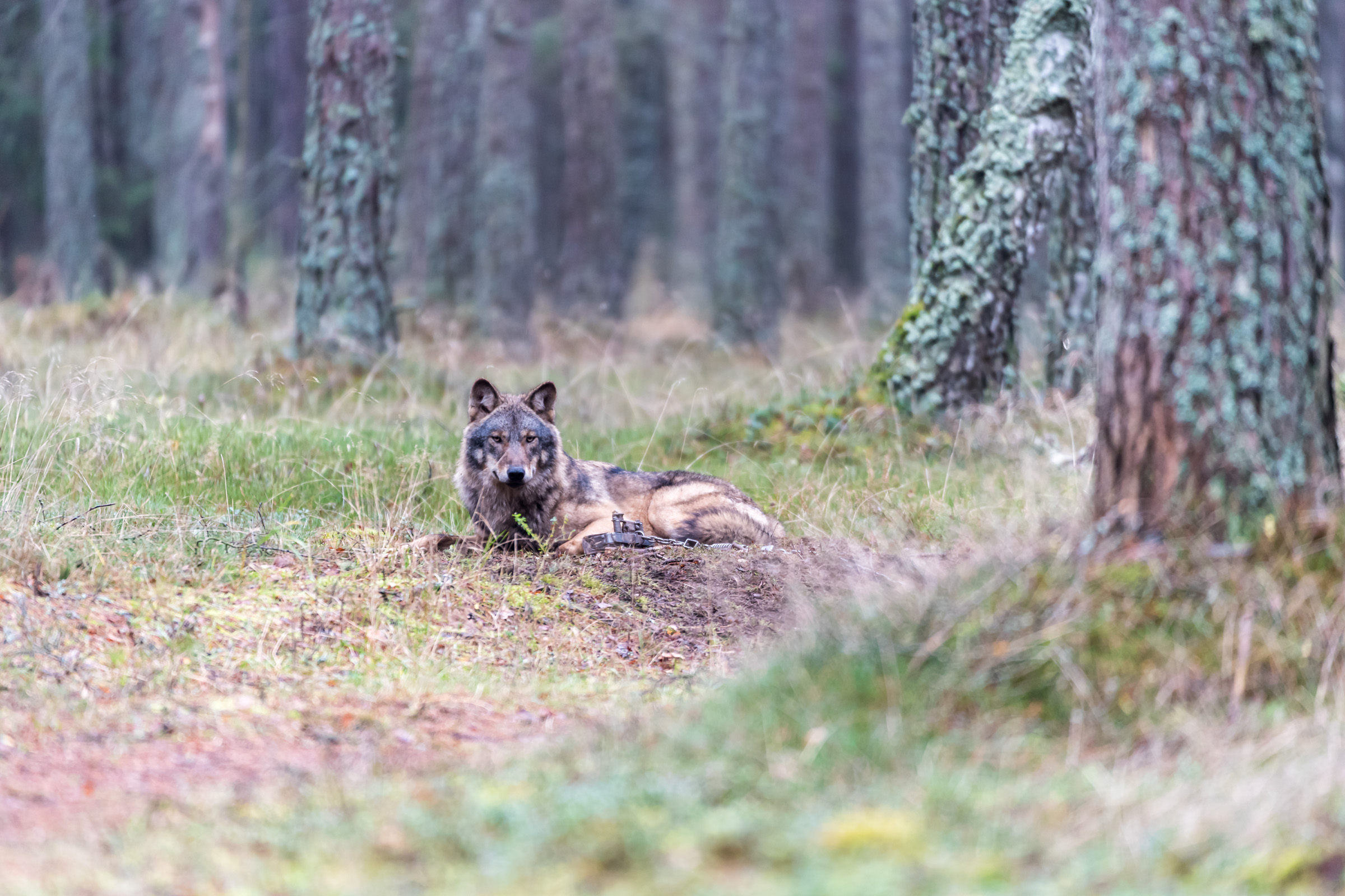 Obrożowanie wilka in Browsk 20171110.