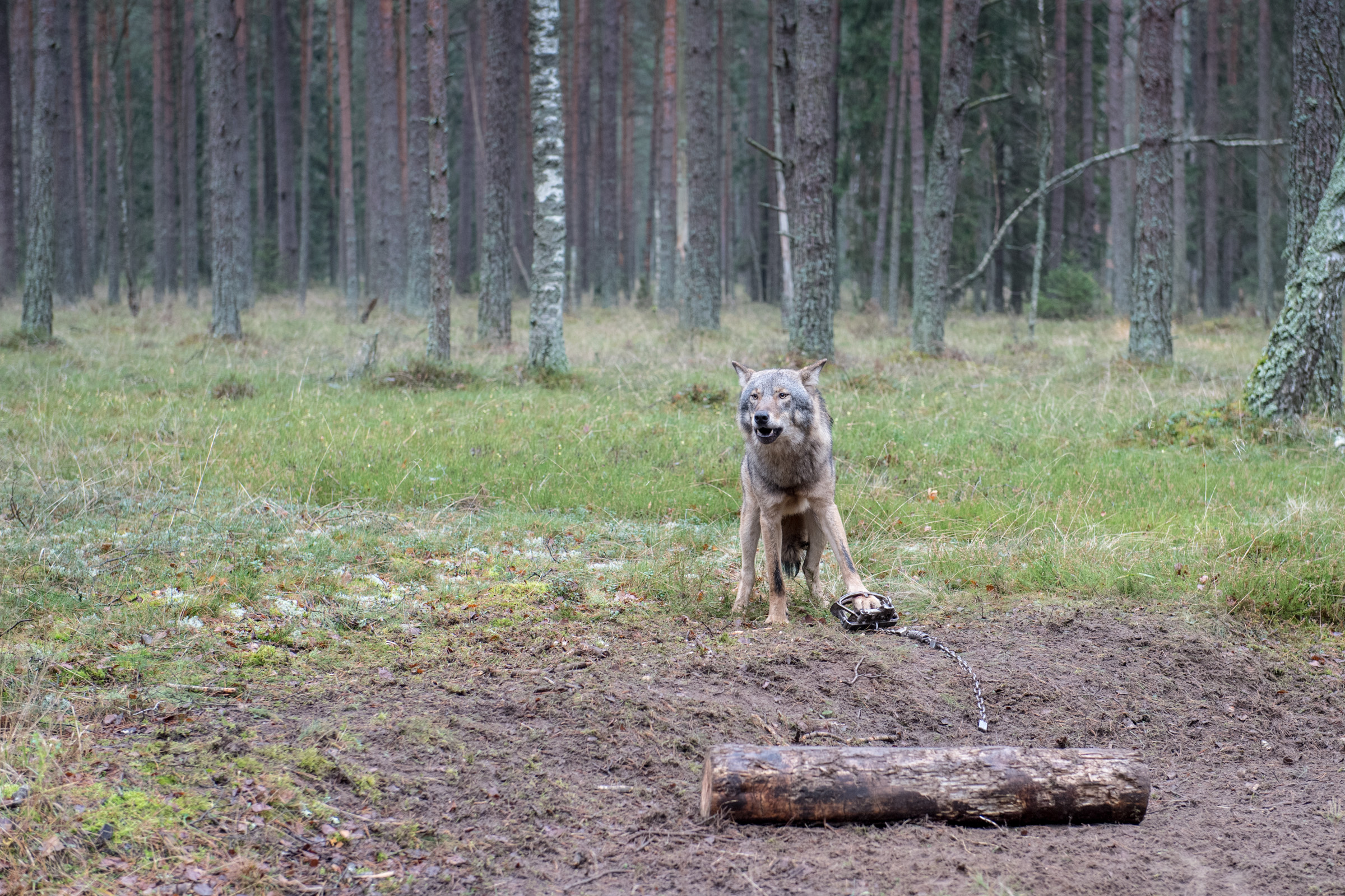 Obrożowanie wilka in Browsk 20171110.