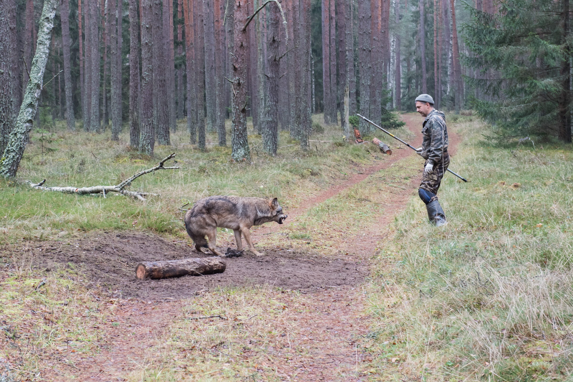 Obrożowanie wilka in Browsk 20171110.