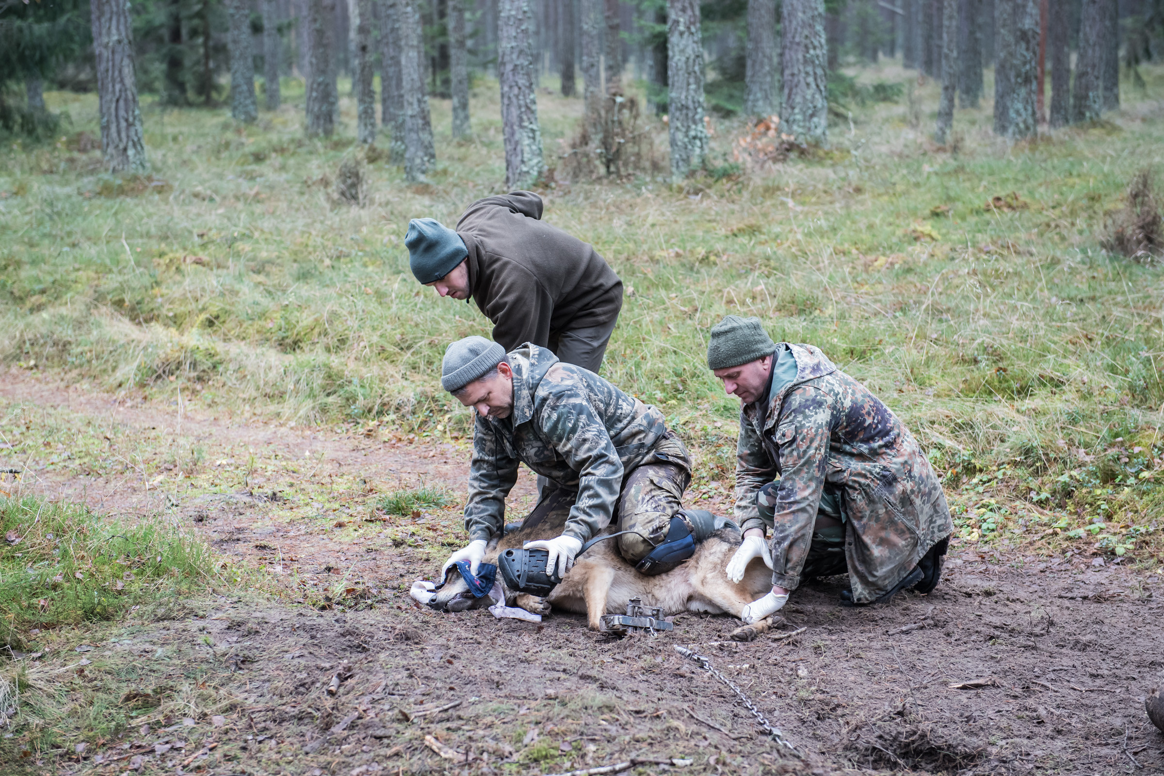 Obrożowanie wilka in Browsk 20171110.