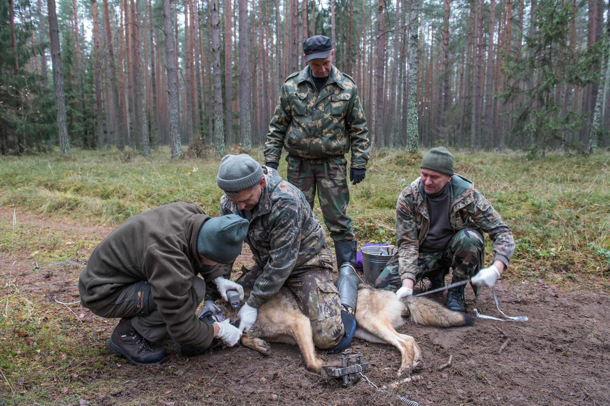 Obrożowanie wilka in Browsk 20171110.