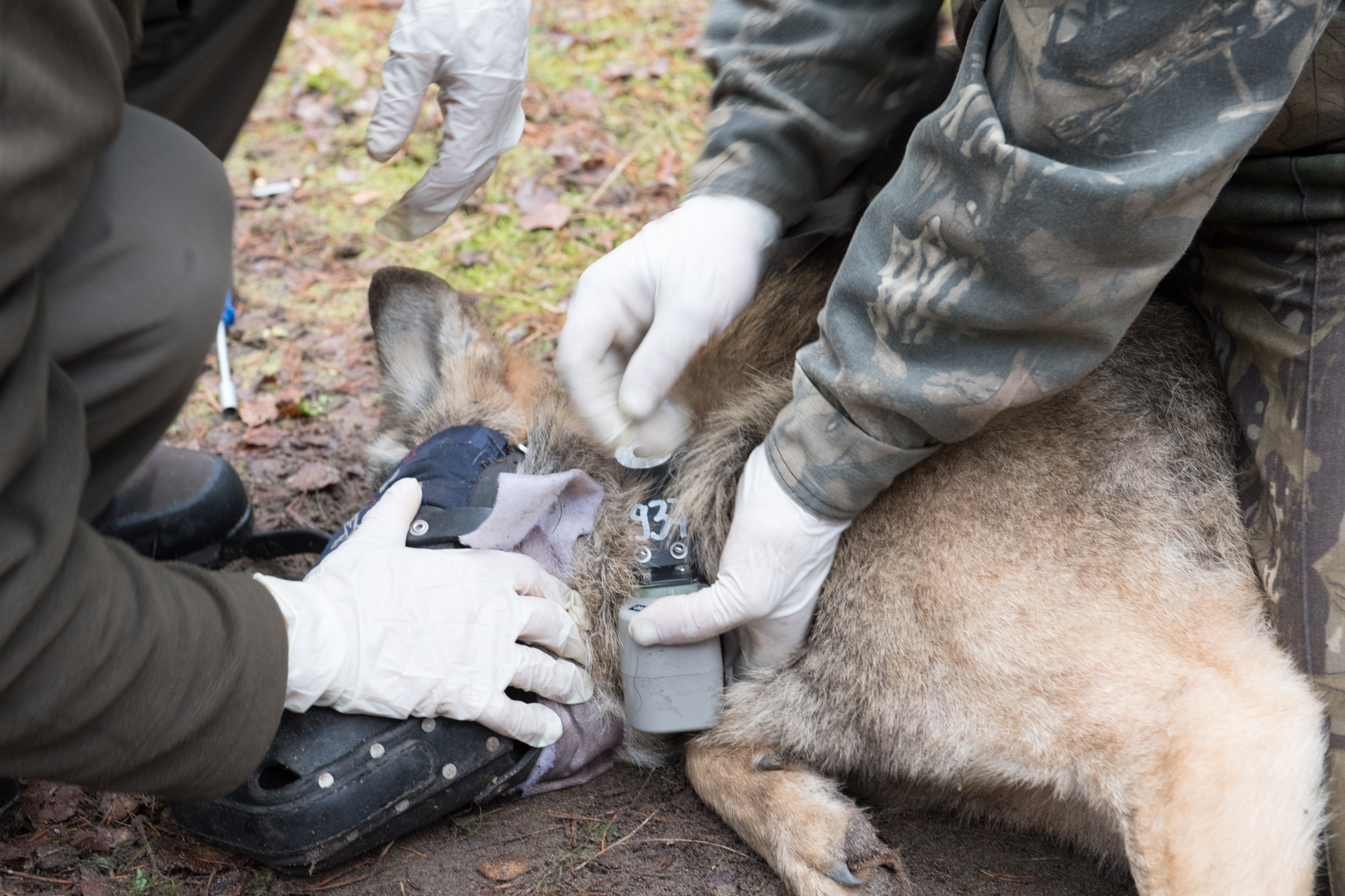 Obrożowanie wilka in Browsk 20171110.