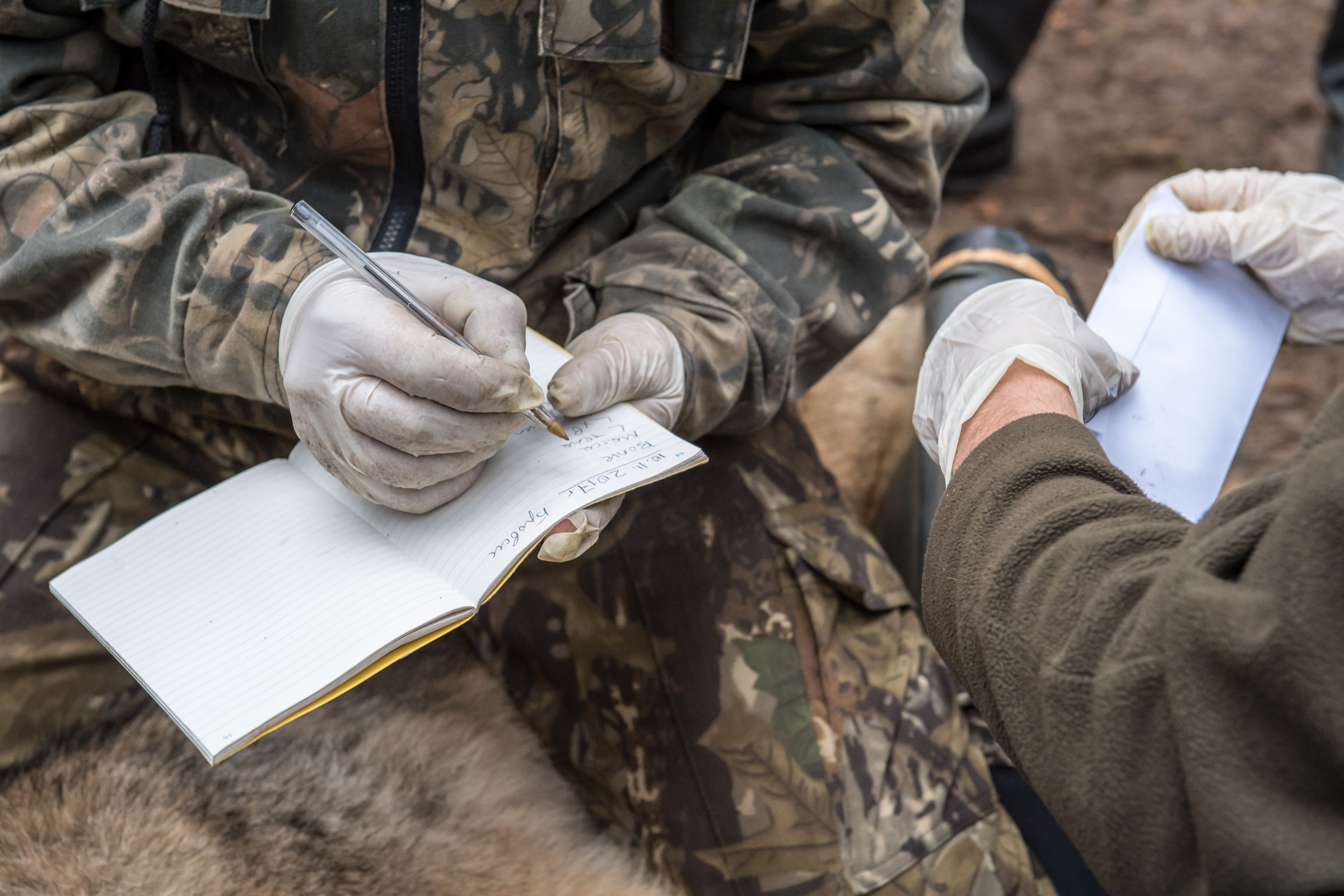 Obrożowanie wilka in Browsk 20171110.