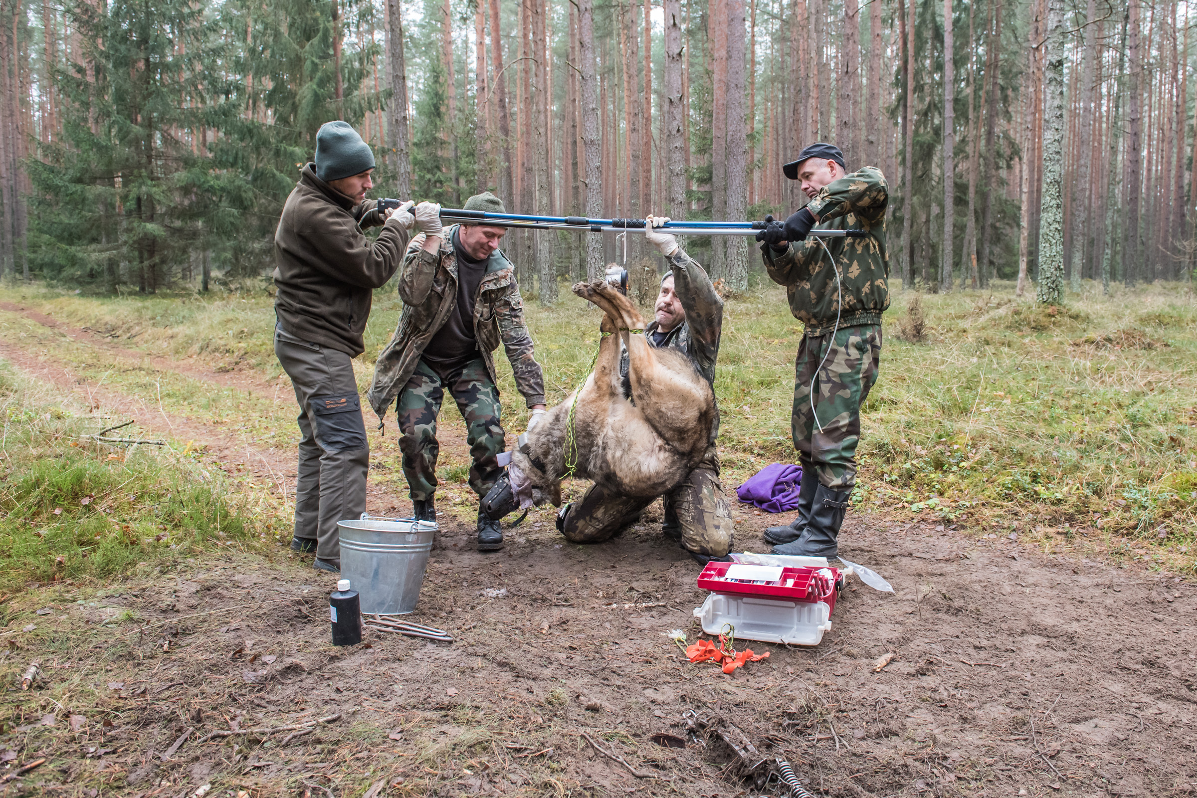 Obrożowanie wilka in Browsk 20171110.