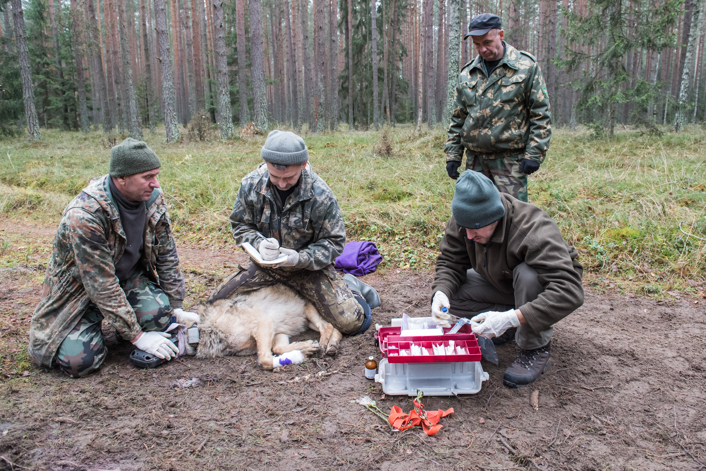 Obrożowanie wilka in Browsk 20171110.