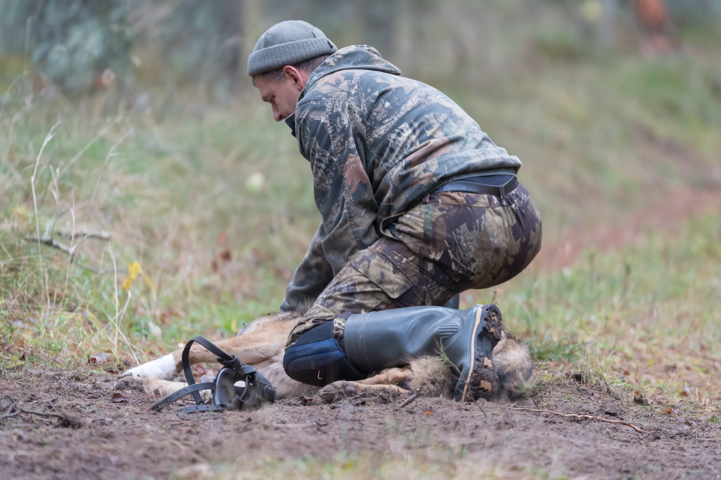Obrożowanie wilka in Browsk 20171110.