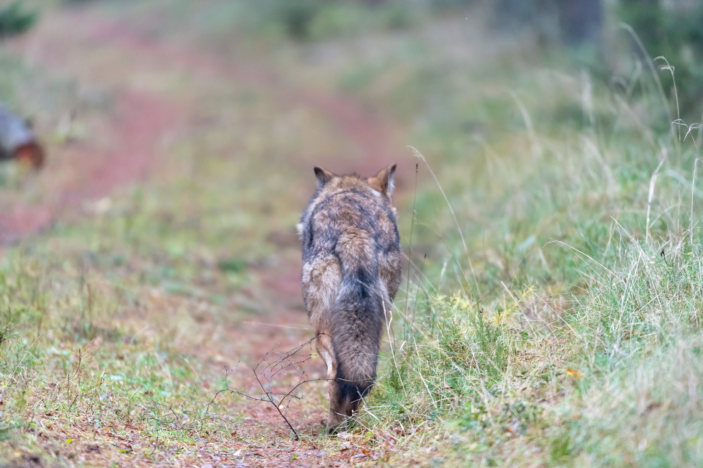 Obrożowanie wilka in Browsk 20171110.