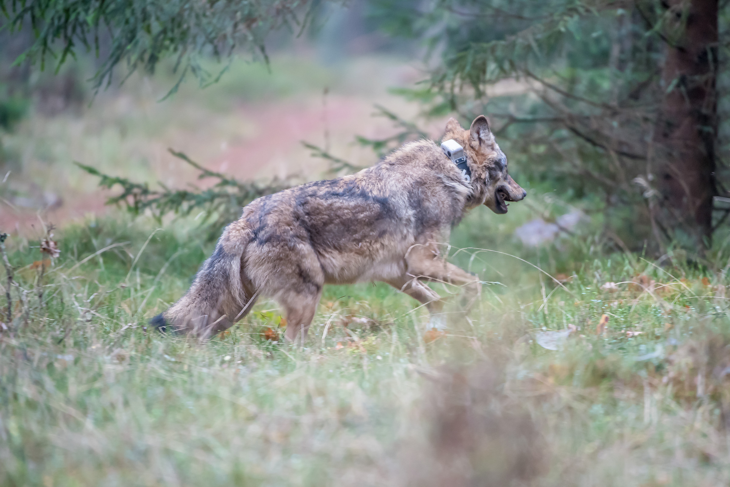 Obrożowanie wilka in Browsk 20171110.