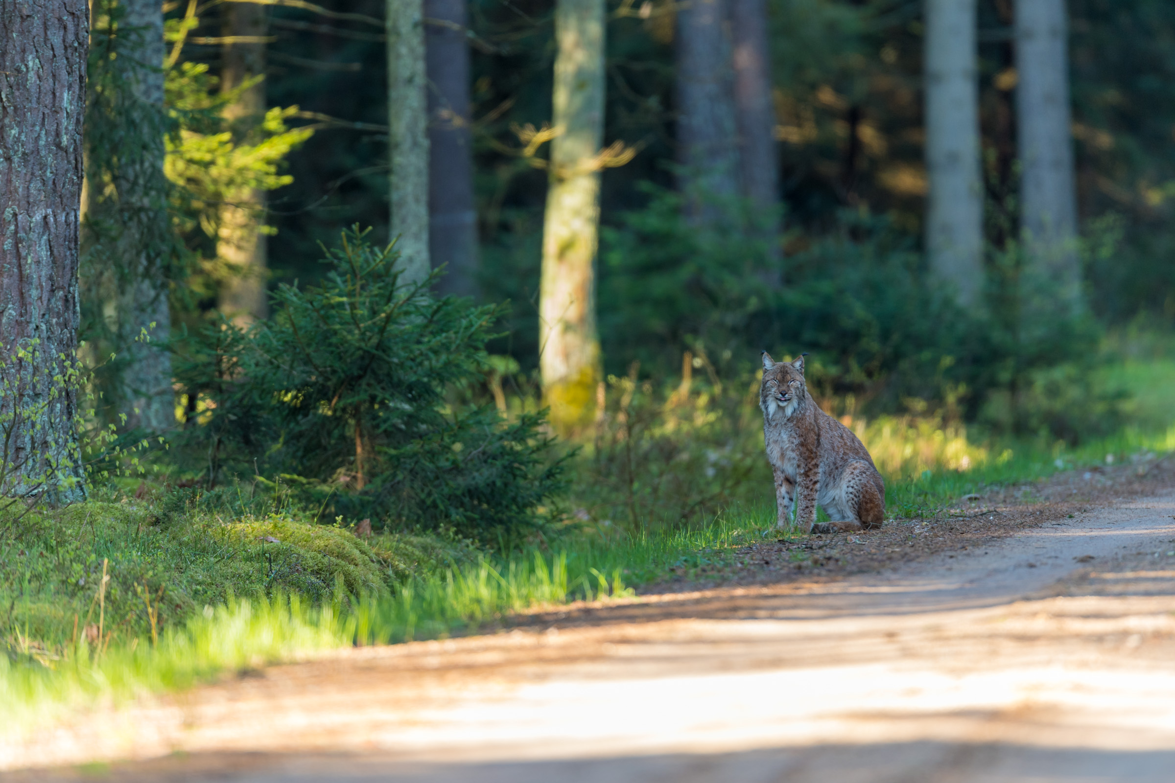 animals_of_bialowieza in bialowieza_forest 20170501.