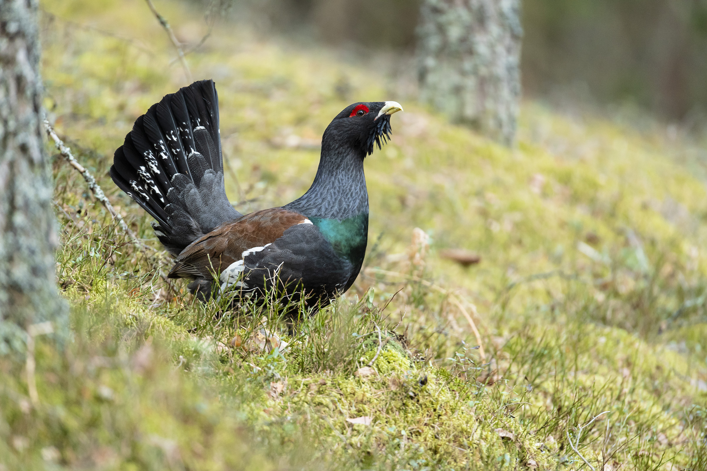 Głuszce in Krasny Bor 20180413.