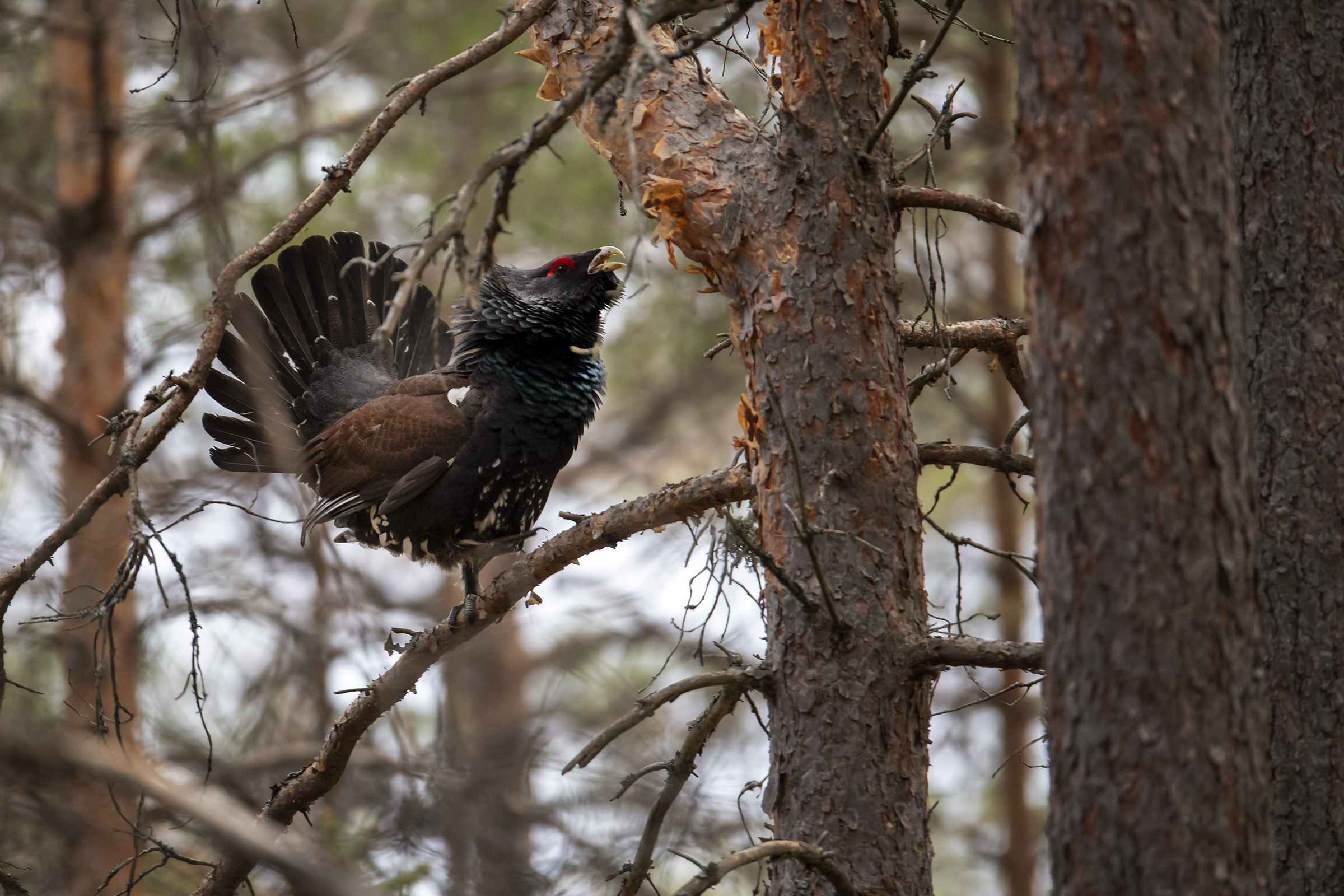 Gluszce in Krasny_Bor 20190410.