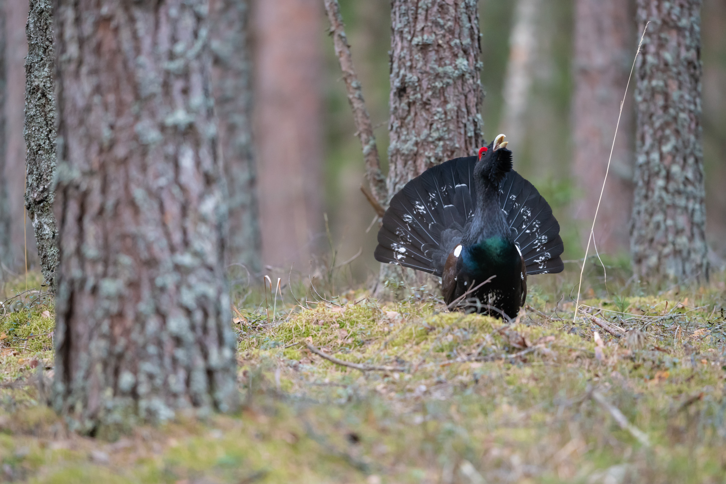 Głuszce in Krasny Bor 20180412.